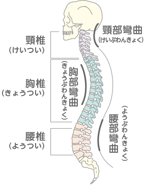 図5：脊椎
