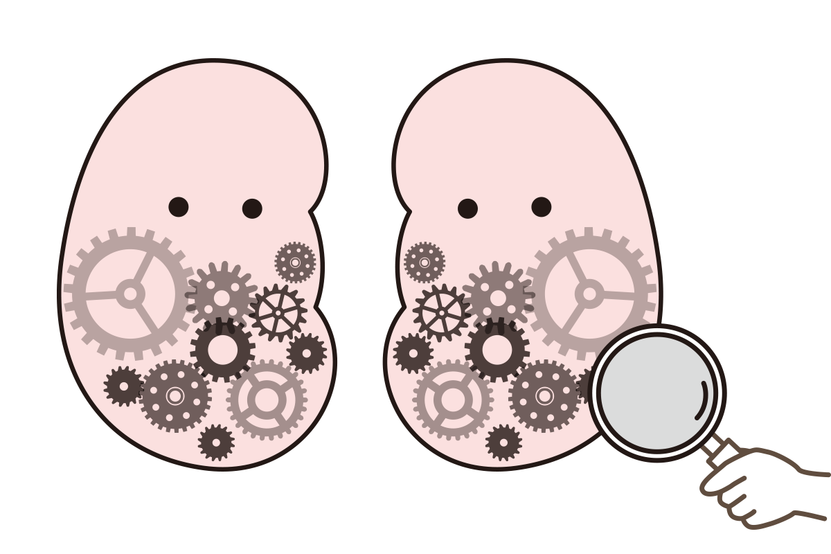腎臓のはたらきとしくみ イメージ